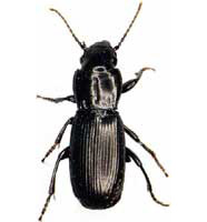 Carabid beetle (Coleoptera-Carabidae)
