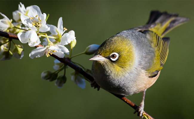 waxeye