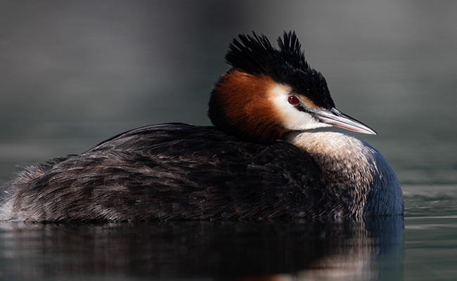 grebe