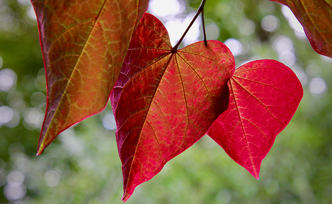 autumn
