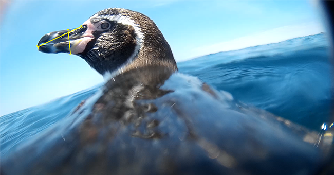 A penguin swims in the sea.