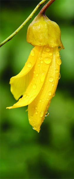Yellow kōwhai flower covered in dew drops.