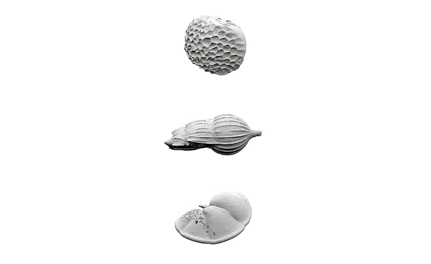 Digital rendering of scanned foraminifera specimens image