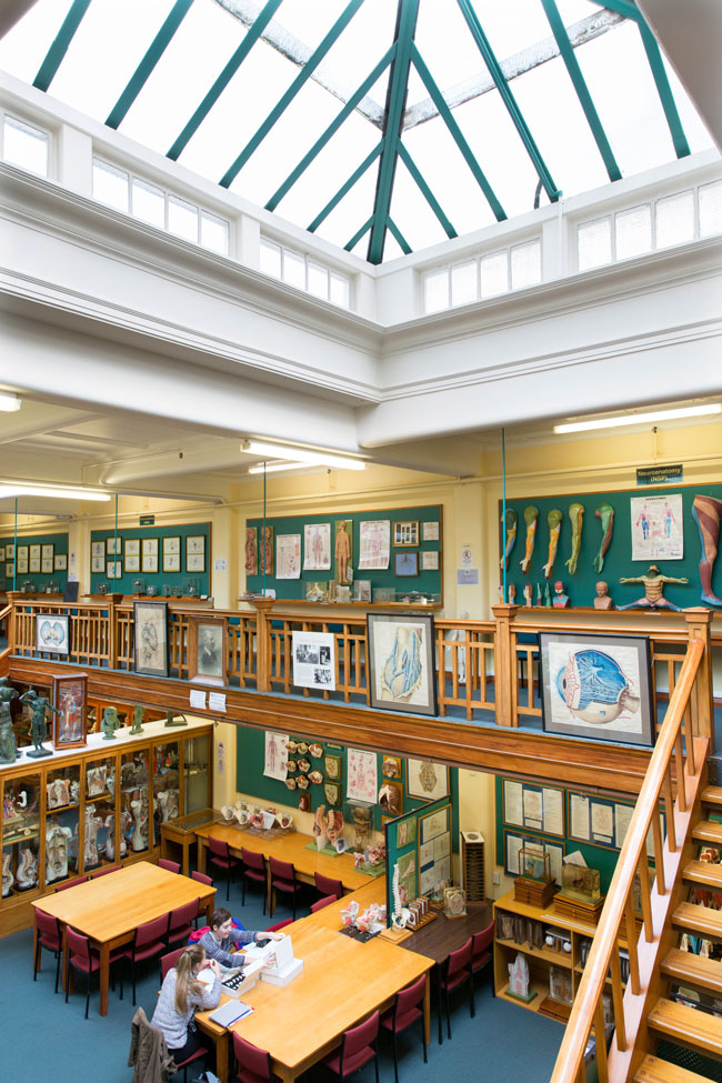 Anatomy museum skylight image