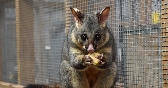 Marsupial possum thumbnail 650