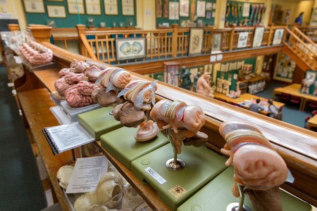 Anatomy museum brains shelf image