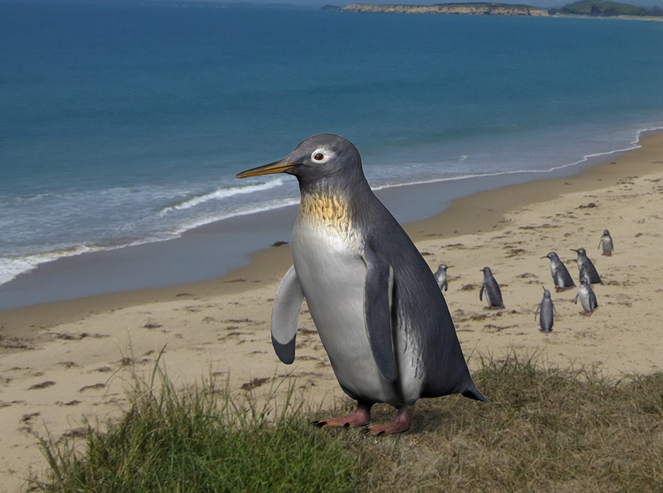 A reconstructed image of Pakudyptes at a New Zealand coast. 