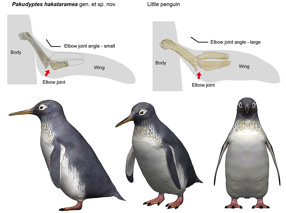 Top: Comparison of elbow joints in Pakudyptes and the little penguin. Pakudyptes has an angled wing. Bottom: A reconstructed image of Pakudyptes, one of the smallest penguins. It was 30-35 cm in height and weighed about 1kg. PHOTO: Tatsuya Shinmura & Ashoro Museum of Paleontology 