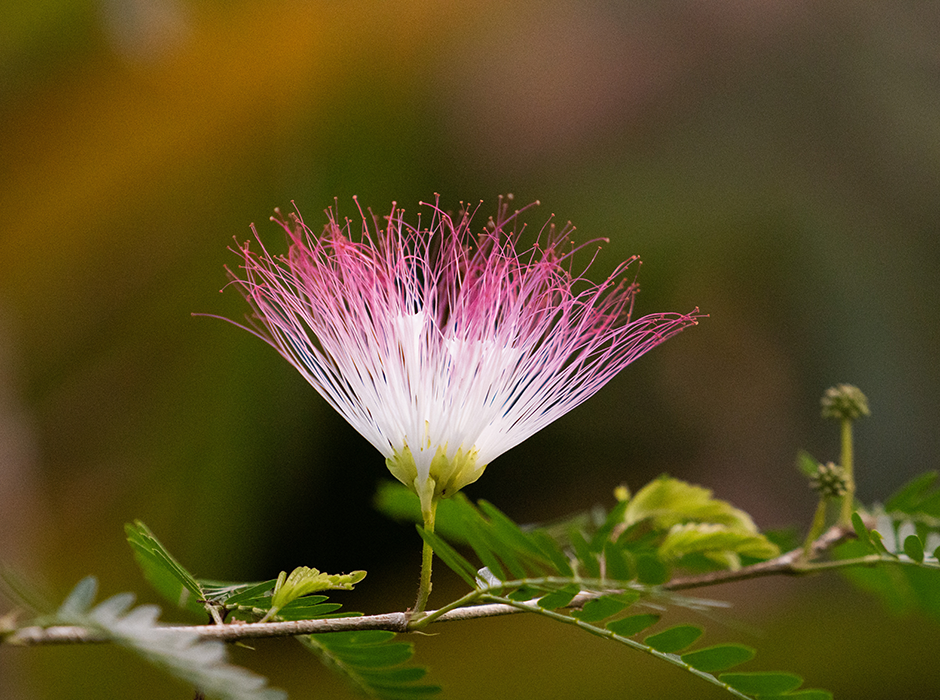 Raintree flower