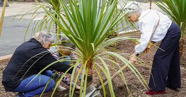 Planting a Tī Kōuka (cabbage tree) opposite the Richardson Building are (from left) Dr Karen Greig, Professor Janine Hayward (HOD) and Dr Christine Winter, all of the Department of Social Sciences.