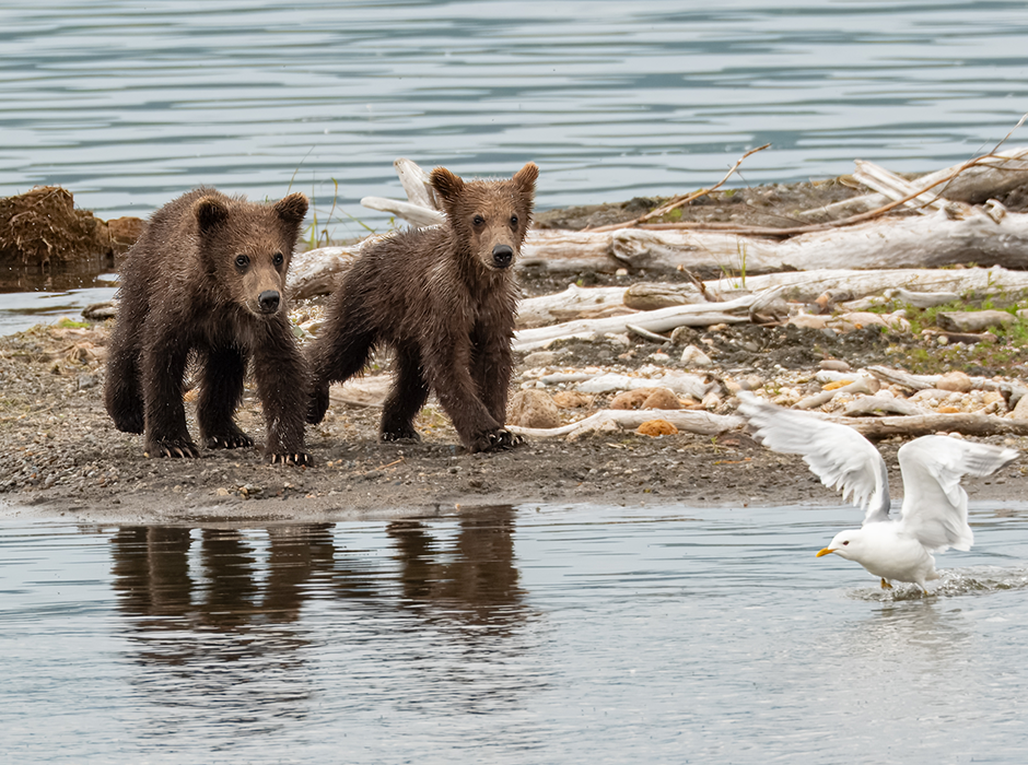 Bears hunting