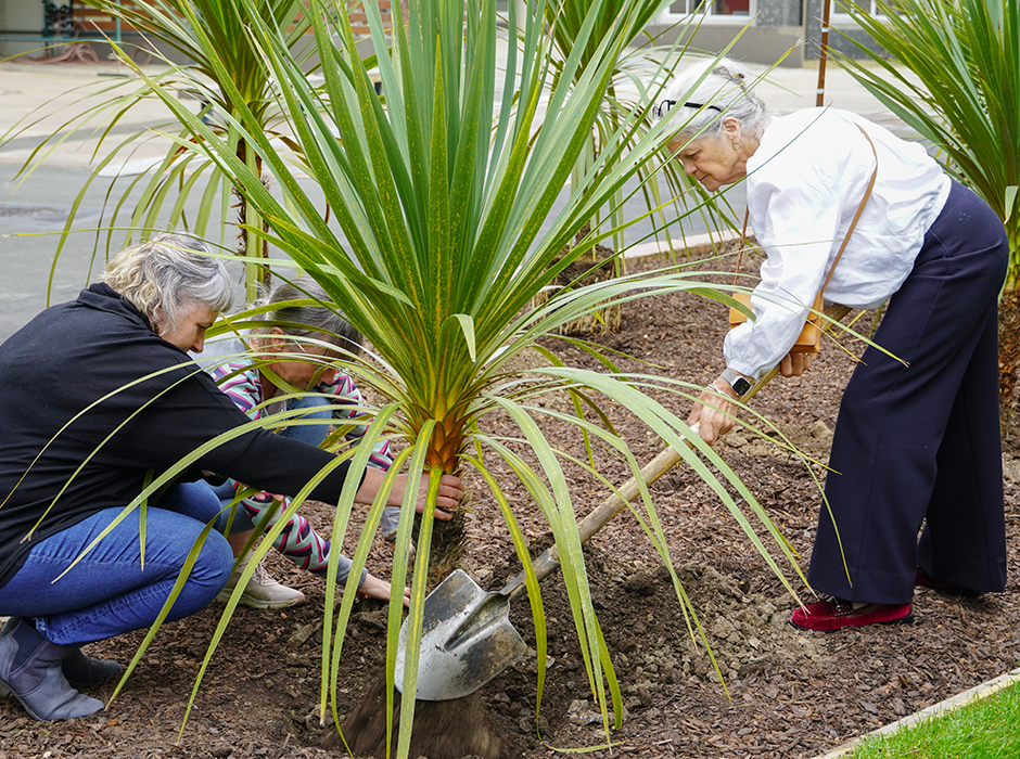 Planting a Tī Kōuka (cabbage tree) opposite the Richardson Building are (from left) Dr Karen Greig, Professor Janine Hayward (HOD) and Dr Christine Winter, all of the Department of Social Sciences.