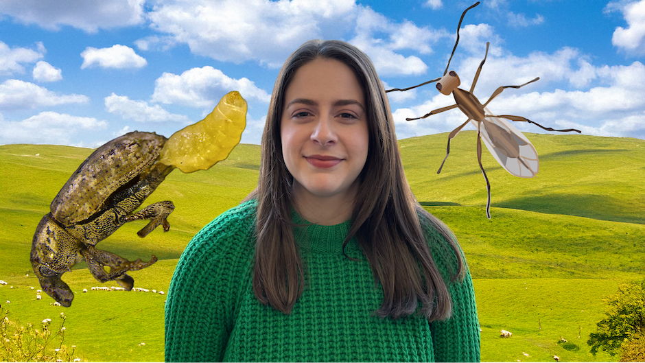 A photo of Dr Sarah Inwood superimposed on an image of green hills with a few white sheep on them and blue sky with a few clouds. To the left of her in the composite image is a photo of a larva emerging out of the body of a weevil and to the right an illustration of an adult wasp.