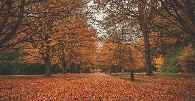 A wide path through a park area, lined with lamp posts and autumn trees, with a thick layer of orange leaves on the ground.