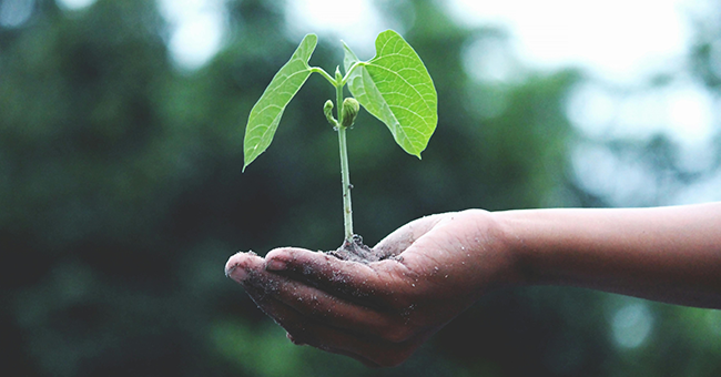 A hand holds a plant and soil 