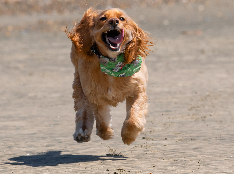 Dog running