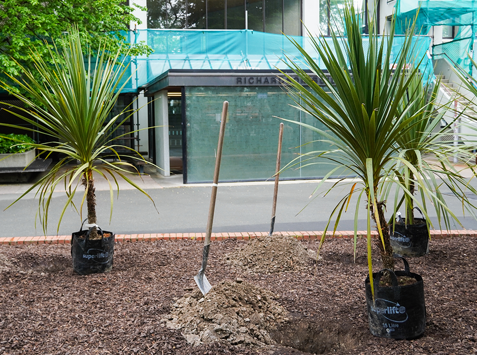 A picture of cabbage trees. 