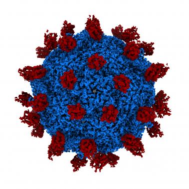 A computer-drawn picture of the Seneca Valley Virus (SVV)
