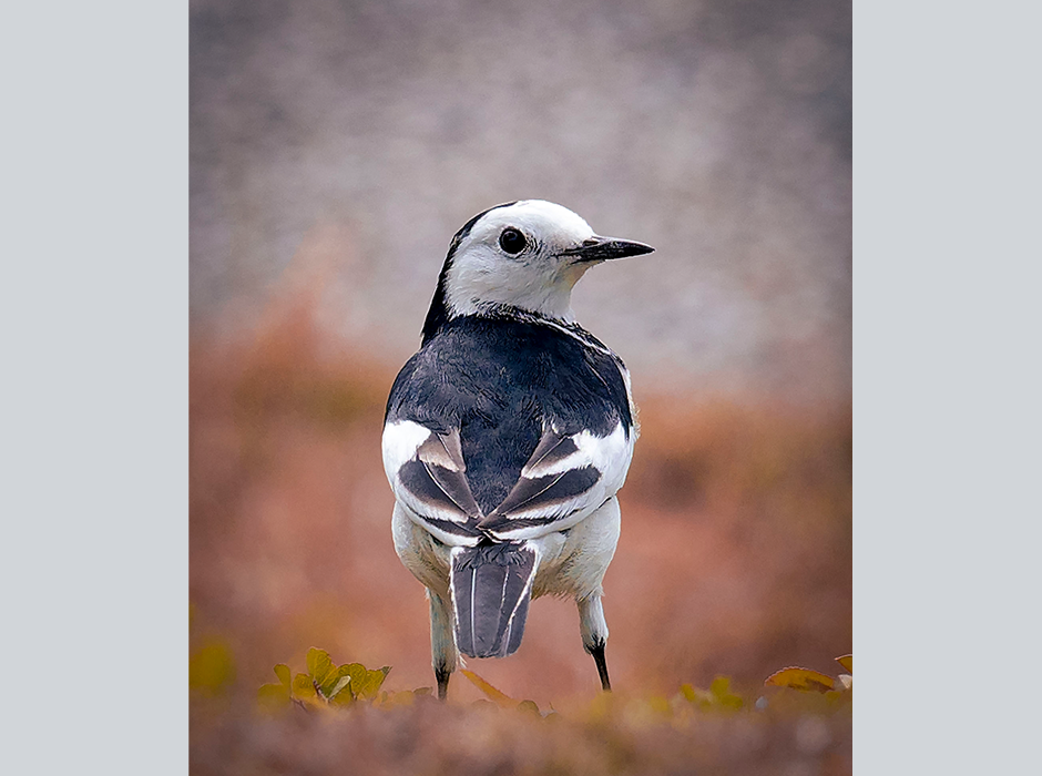 Bird looking over shoulder