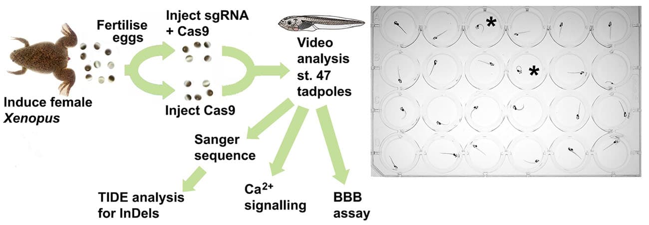 Banerjee research image