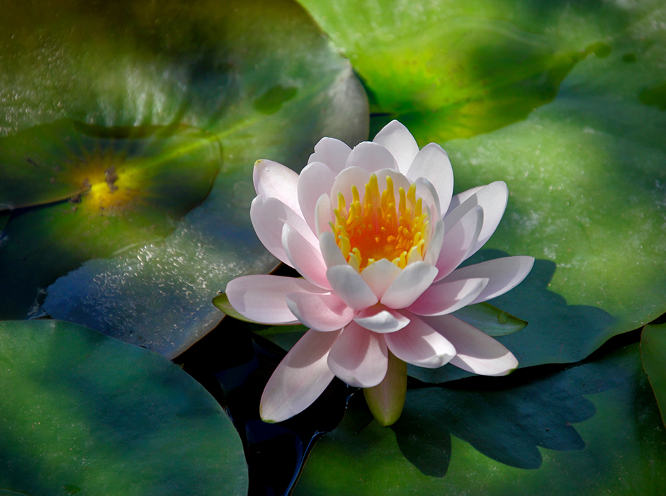 Water lily