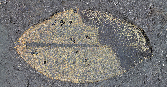 Several whitefly puparia found on a leaf at Hindon Maar. 