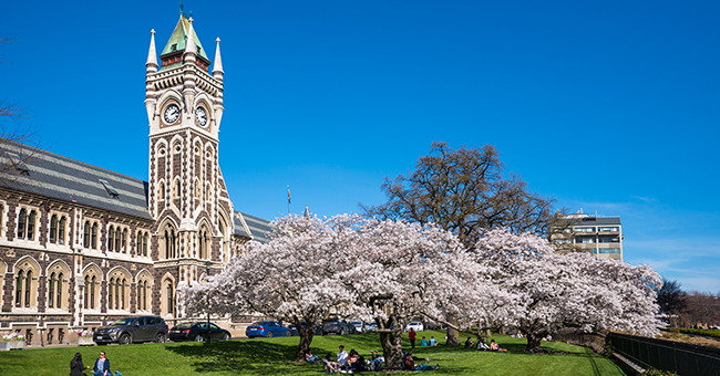 Clocktower cherry blossoms