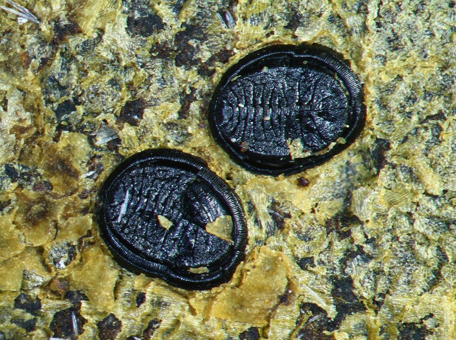 A close-up of two tiny, whitefly puparia. 