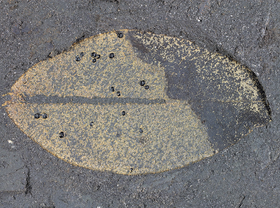 Several whitefly puparia found on a leaf at Hindon Maar. 