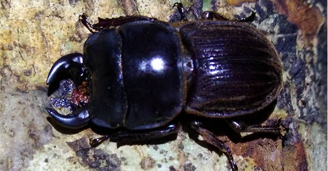 Photo of a Geodorcus Helmsi beetle