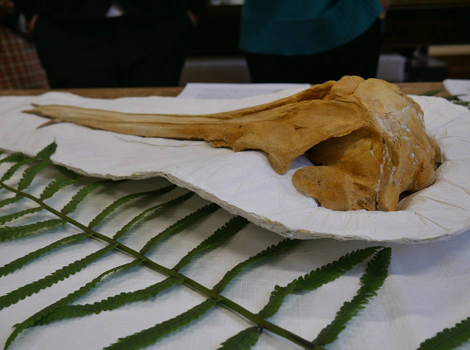 Fossil dolphin Nihoroa reimaea, with tusk-like teeth, features in the special issue. 