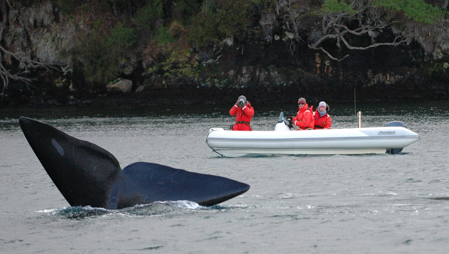 Biology and Conservation of Marine Mammals, Department of Marine ...